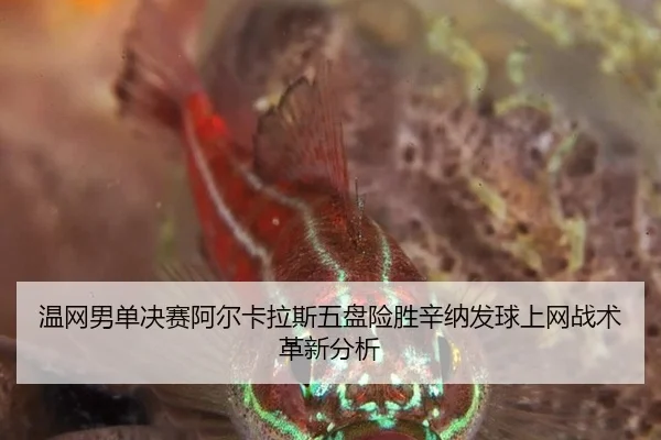 温网男单决赛阿尔卡拉斯五盘险胜辛纳发球上网战术革新分析
